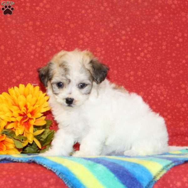 Ruby, Maltipoo Puppy